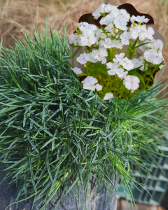 Dianthus White Lace